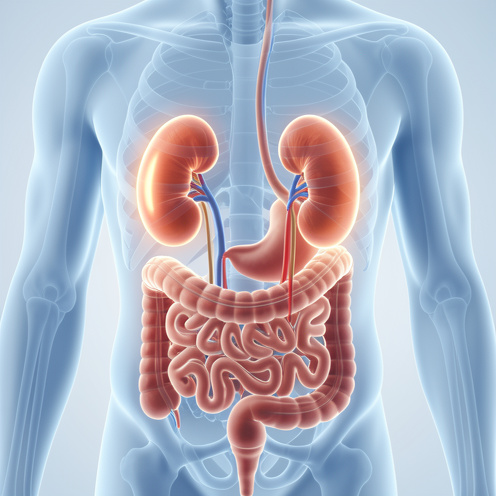 Illustration médicale non graphique montrant les reins, les uretères et le bas de l’appareil digestif, avec une zone lombaire mise en évidence pour représenter la douleur de la colique néphrétique.